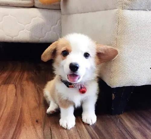 柯基吃瓜群视频,萌宠日常引网友热议