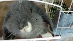 小兔兔吃瓜嘎嘎视频,萌宠美食大揭秘