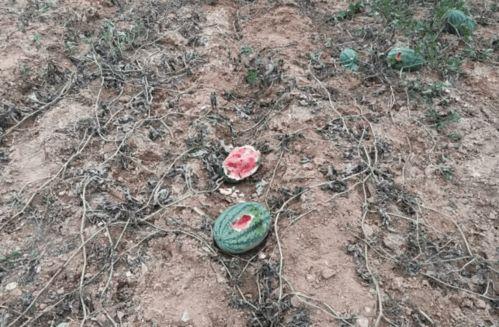 野猪吃瓜的视频大全,趣味视频大盘点