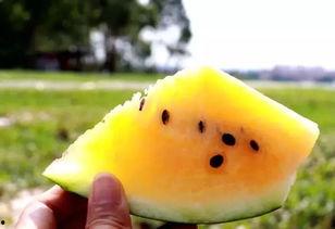 吃沙瓜的视频大全集播放,一场视觉盛宴的沙瓜之旅