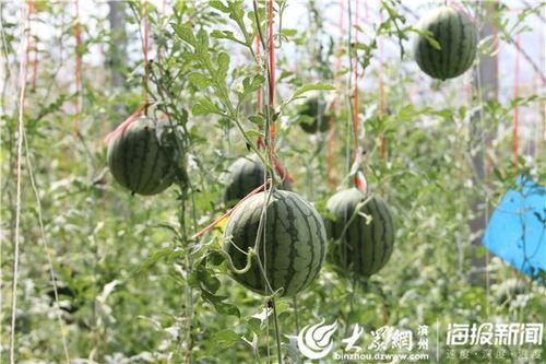 平邑网红吃瓜事件视频