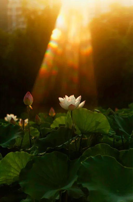 夏至请工人吃瓜视频,一起感受夏至节日的温馨瞬间