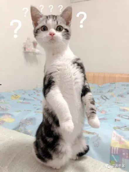 猫吃瓜视频全集,揭秘喵星人的娱乐世界